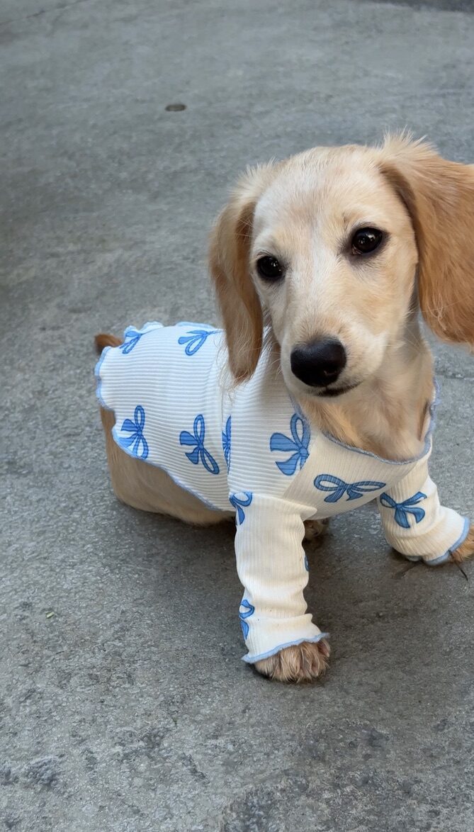 Polly the mini dachshund in a blue bow-print outfit, looking at the camera